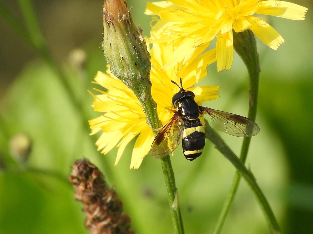 donkerefopwespvrouwbotanischetuinenutrecht24072024 2