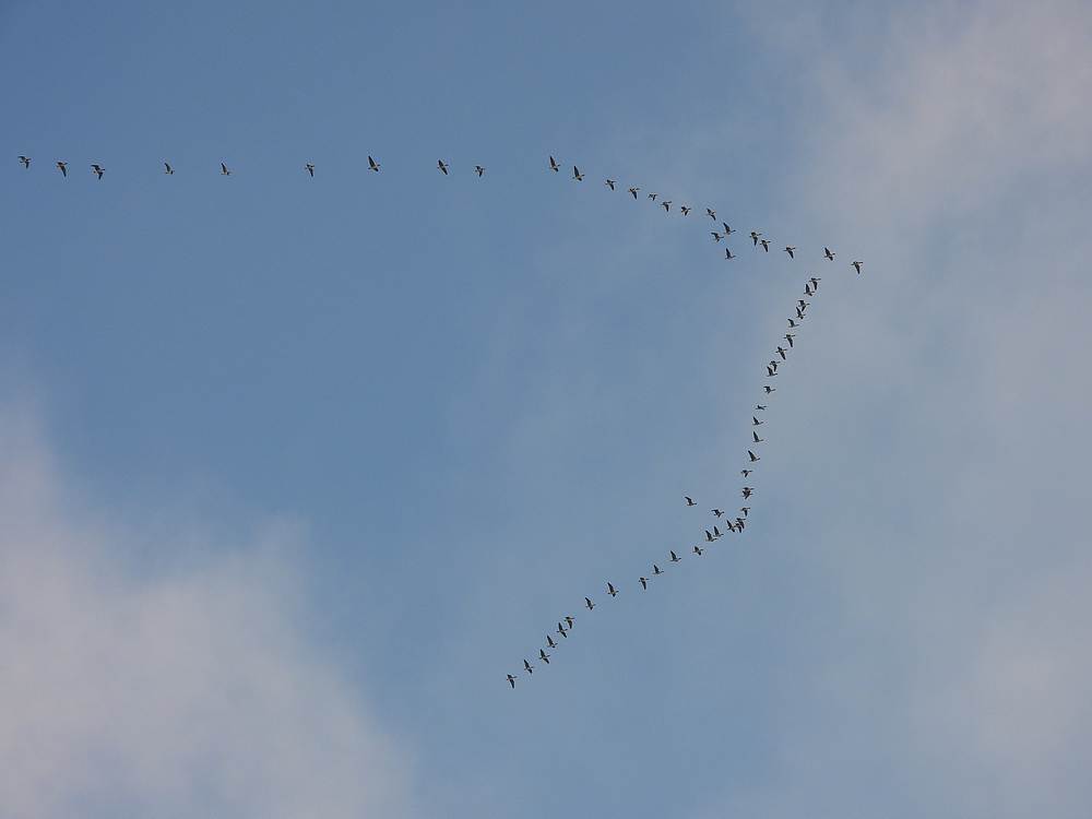 brandentoendrarietganzenzouweboezemgebied26112025