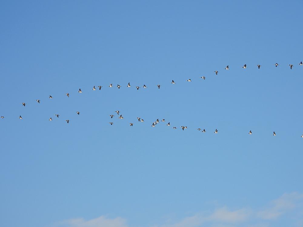brandganzensneeuwtrekburggraafmeerkerk06012026