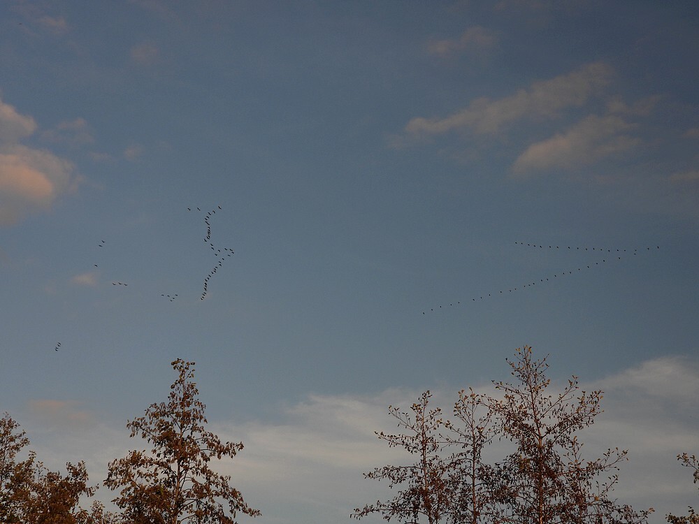 kolganzenavondtreknaarbiesboschzouweboezemgebied09112025