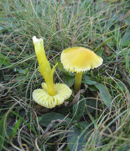 gele wasplaat het gooi 131009 1