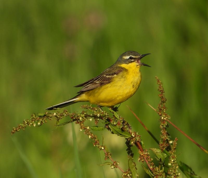 gelekwikstaartmanbrabantsebiesbosch27052020 1