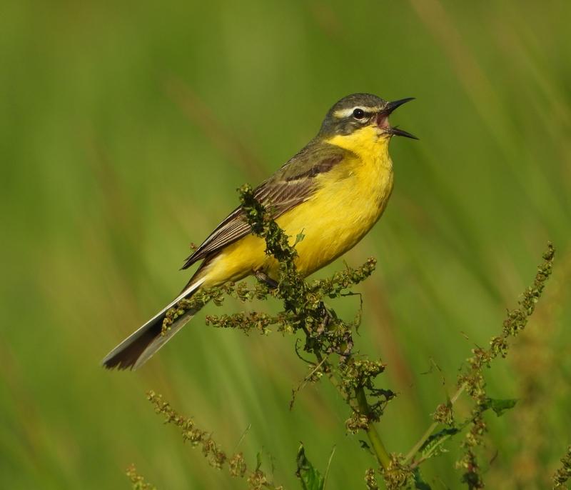 gelekwikstaartmanbrabantsebiesbosch27052020 2