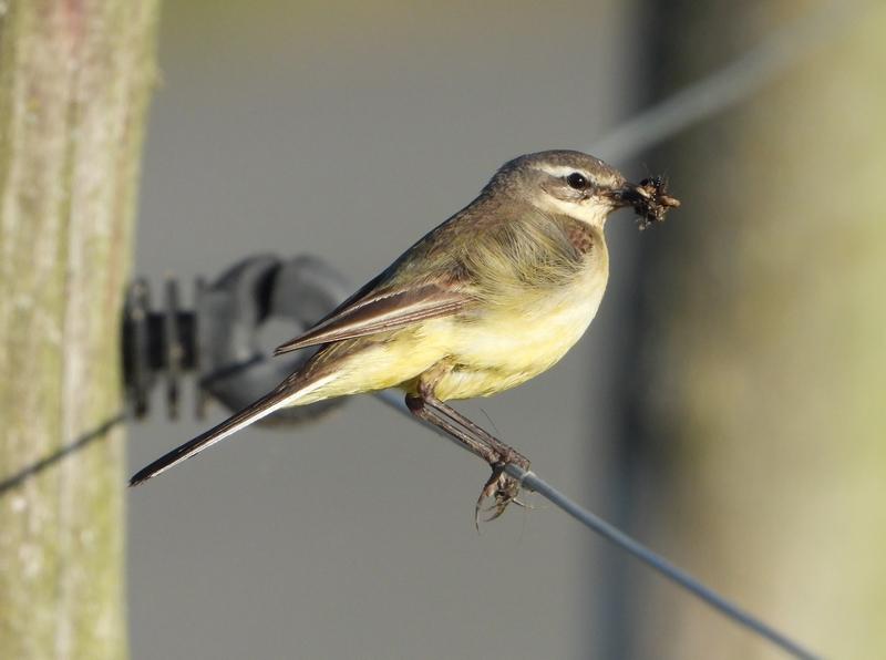 gelekwikstaartvrouwbrabantsebiesbosch27052020