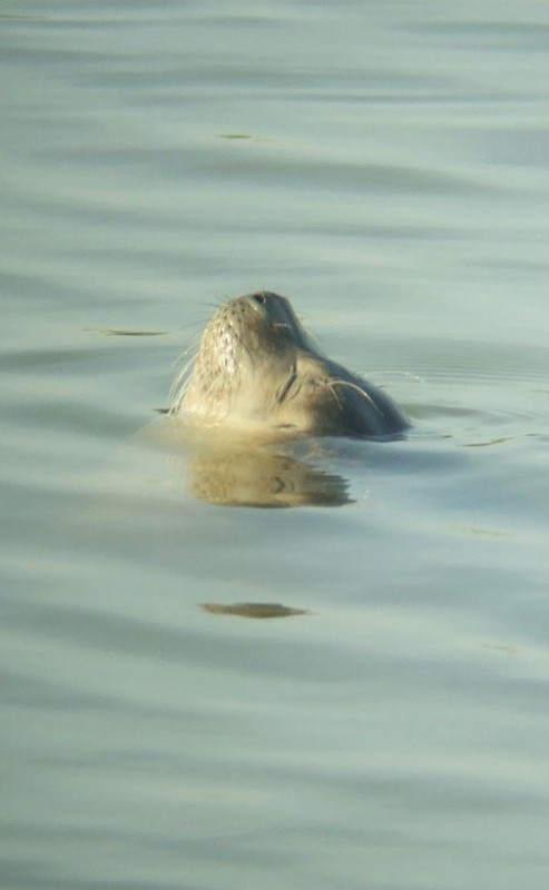 gewonezeehondbuitenkanaalvianen210220111