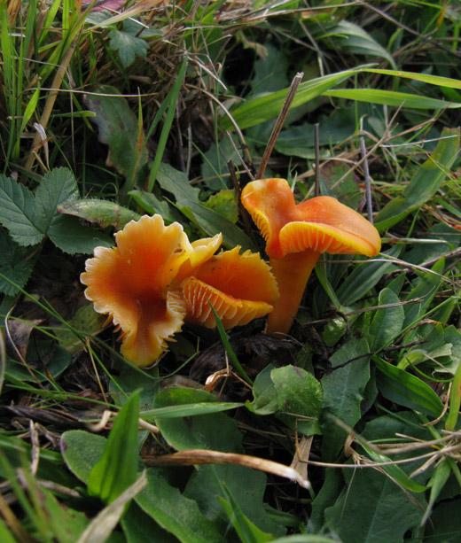 gewoonvuurzwammetjeburen12102009