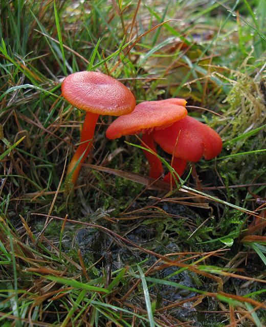 gewoonvuurzwammetjehet gooi 131009 2