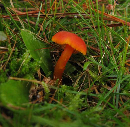 gewoonvuurzwammetjehilversum23102009 1