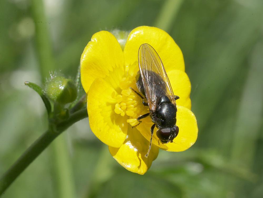 gewoonweidegitjevrouwopscherpeboterbloemzouweboezemgebied25042026