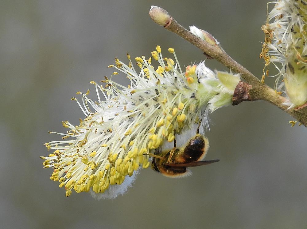 tweekleuriggitjevrouwopwilgzouweboezemgebied16032026