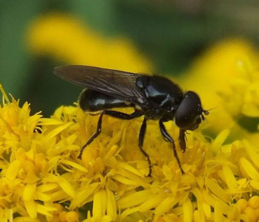 blauwgitjemanopcanadeseguldenroedemeerkerk11082008