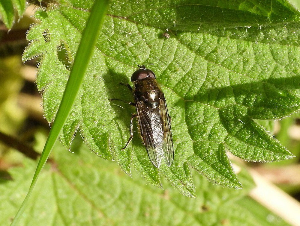 bosgitjemanbotanischetuinenutrecht31032024