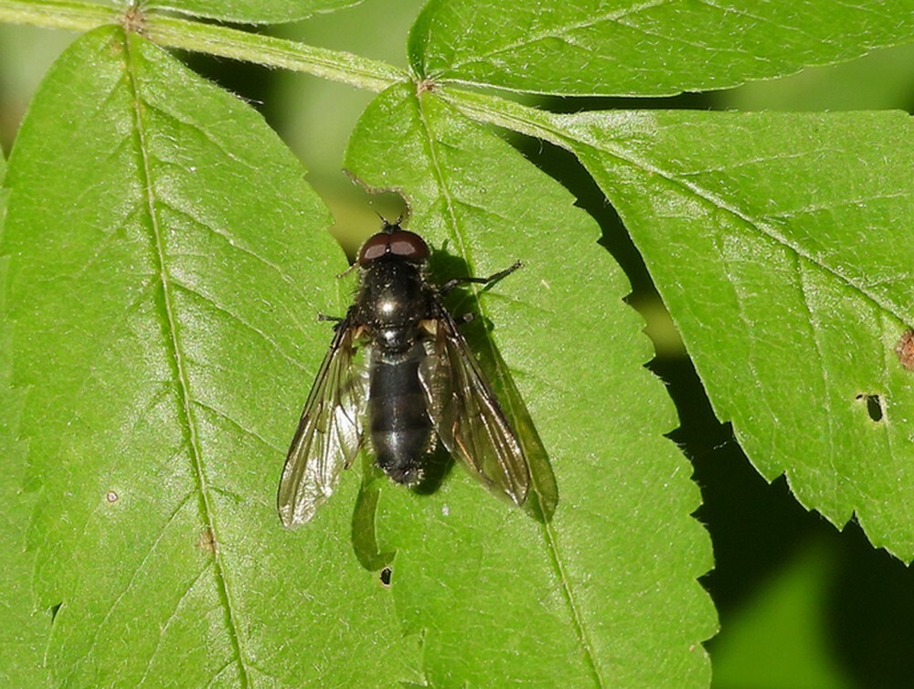 bosgitjemanbuitenfortbotanischetuinenutrecht09052024