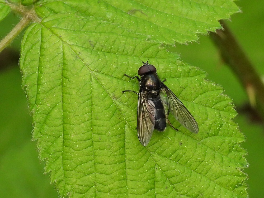 bosgitjemanbuitenfortbotanischetuinenutrecht18042024