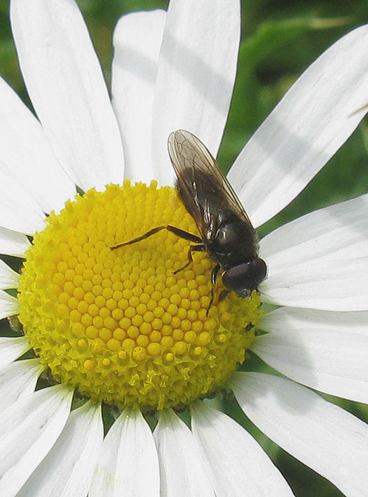 bruingitjemanopreukelozekamillezouweboezem10082011 3