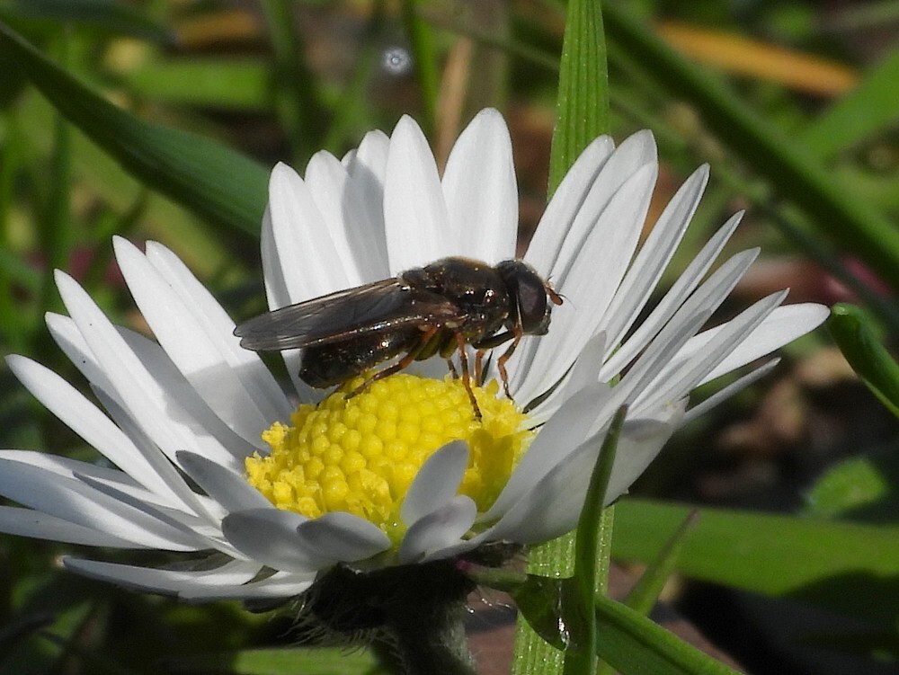 bruingitjevrouwopmadeliefjebotanischetuinenutrecht31032024 1