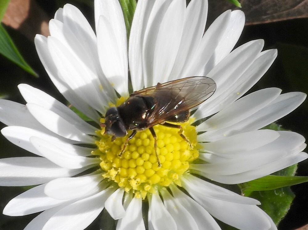 bruingitjevrouwopmadeliefjebotanischetuinenutrecht31032024 2
