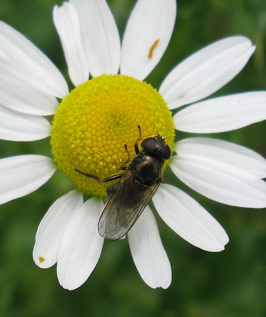 bruingitjevrouwopreukelozekamillezouweboezem17072011 2