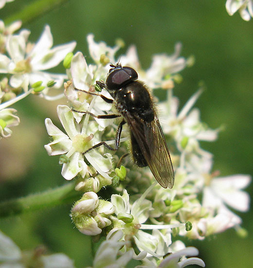 dofbuikgitjemanopgewoneberenklauwdeavelingenschelluinen03072011 2