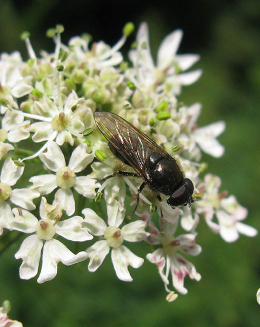 dofbuikgitjemanopgewoneberenklauwdeavelingenschelluinen03072011 3