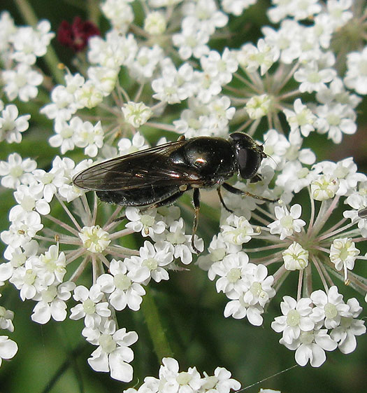 dofbuikgitjemanoppeenforteverdingen16082011 3