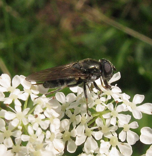 dofbuikgitjevrouwopfluitenkruidzouweboezemgebied19052009 2