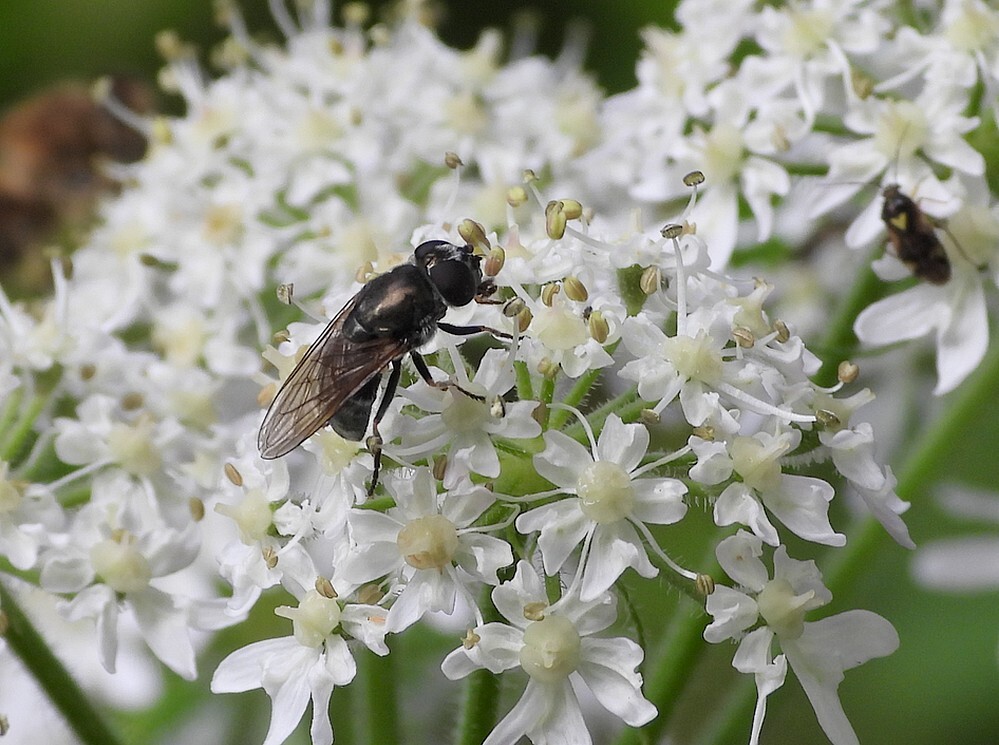 dofbuikgitjevrouwopgewoneberenklauwbotanischetuinenutrecht11072024 2