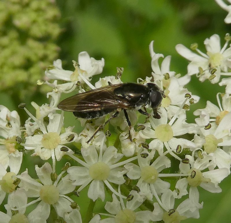 dofbuikgitjevrouwopgewoneberenklauwlingebosvuren02082017