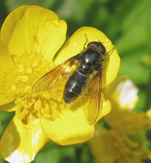 gewoonweidegitjemanopkruipendeboterbloemlingebosvuren14052012