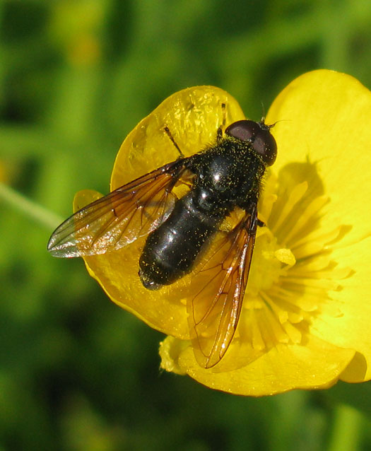 gewoonweidegitjemanopkruipendeboterbloemvijfheerenlanden22052012 1