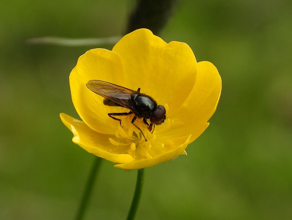 bosgitjemanopscherpeboterbloemlingebosvuren26042023 2