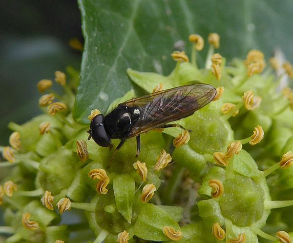 kervelgitjemanopklimopmeerkerk 20092016