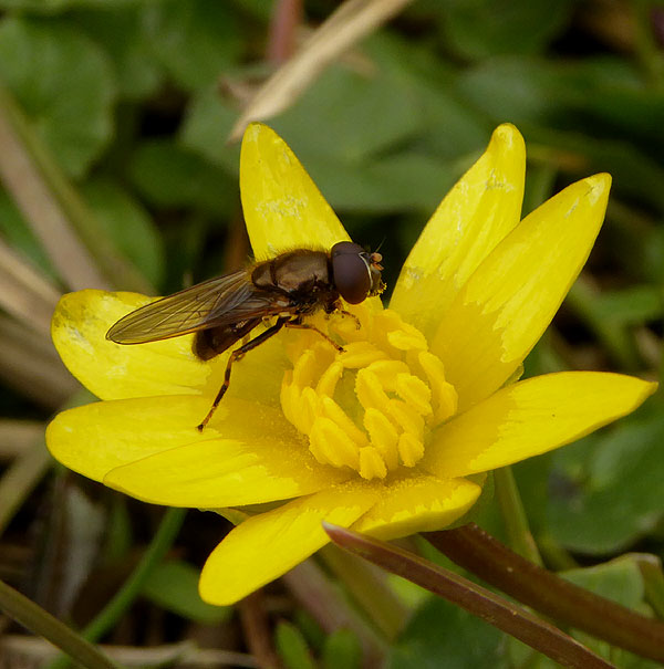 kervelgitjemanopspeenkruidviaansebos23032015