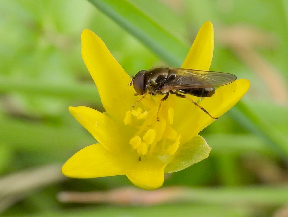 kervelgitjemanopspeenkruidzouweboezem29032023 2