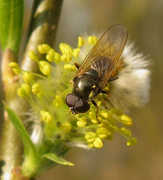kervelgitjemanopwilgenbloesemvianen31032009