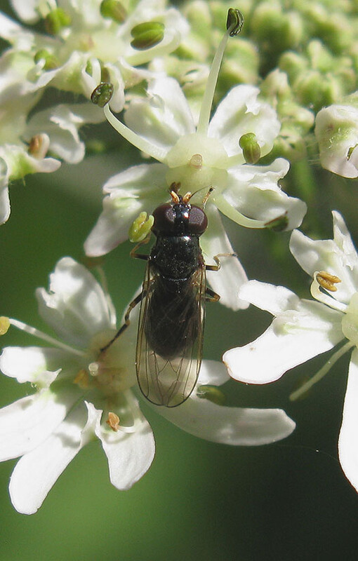 kervelgitjevrouwopgewoneberenklauwvianen07072011