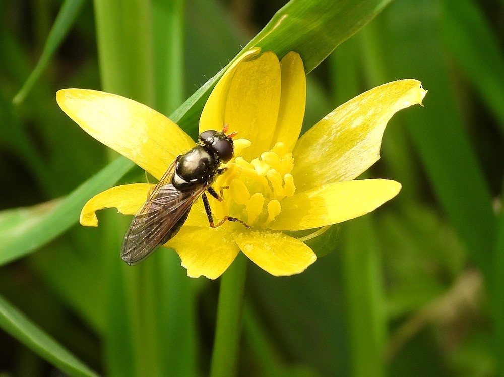 kervelgitjevrouwopspeenkruidzouweboezem10042023