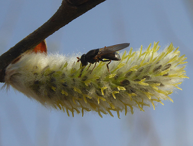 kervelgitjevrouwopwilgzouweboezem17032015