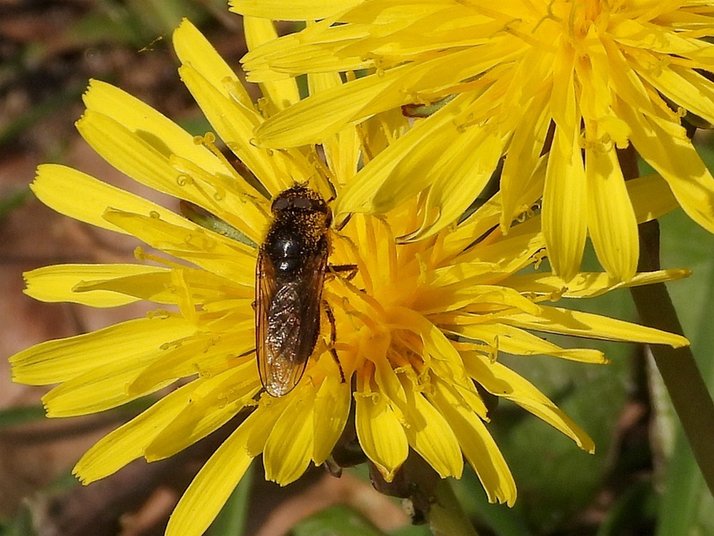 kruiskruidgitjemanoppaardenbloemdrunenseduinen09042023