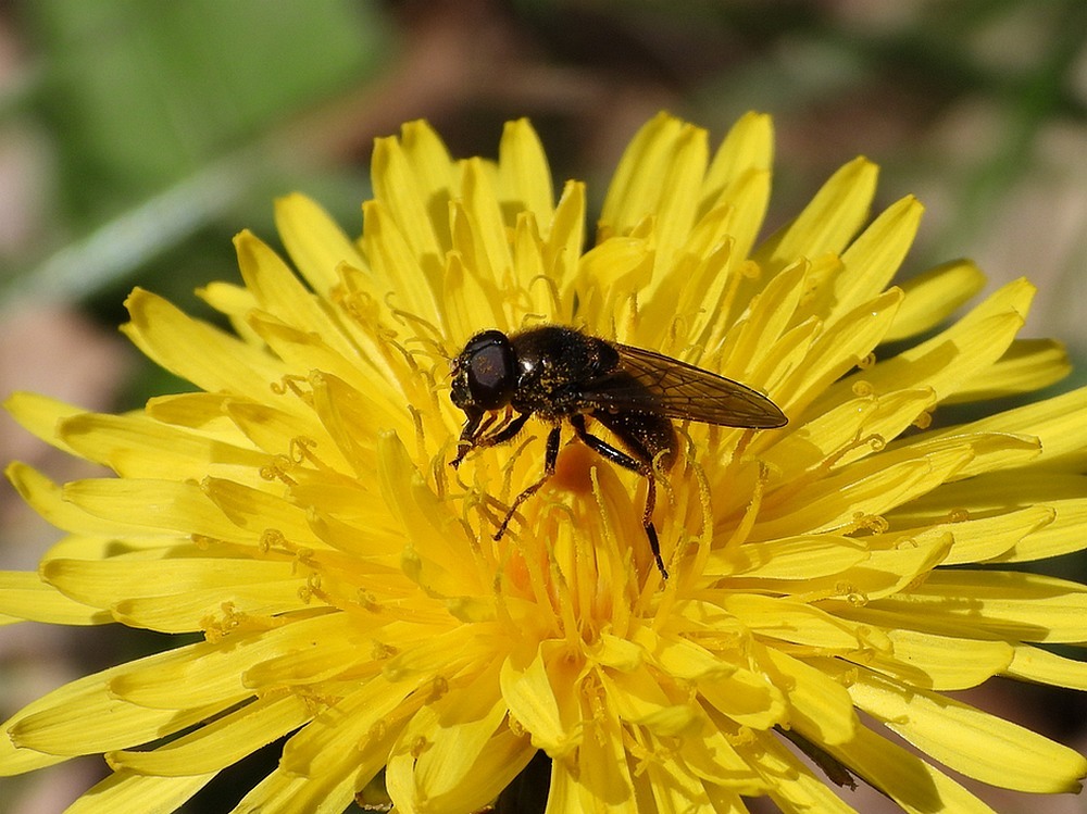kruiskruidgitjemanoppaardenbloemhuisterheide15042023 2