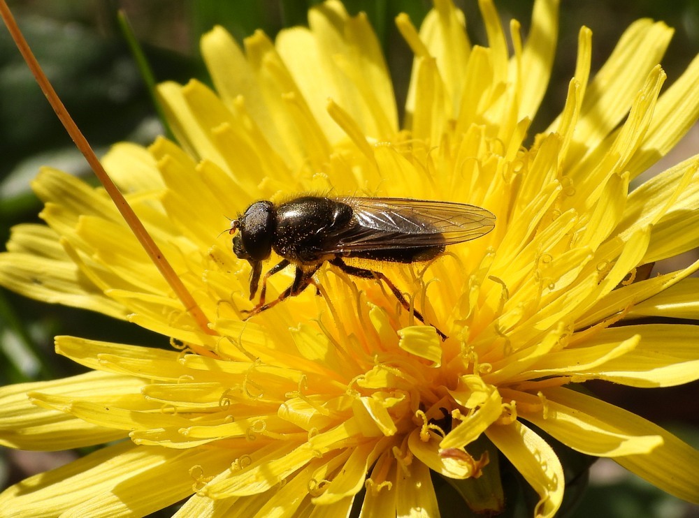 kruiskruidgitjemanoppaardenbloemhuisterheide15042023 3