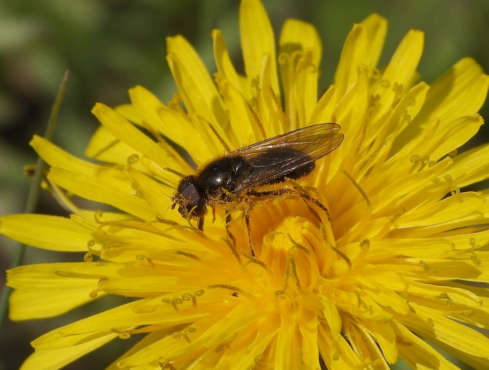 kruiskruidgitjemanoppaardenbloemhuisterheide15042023 4