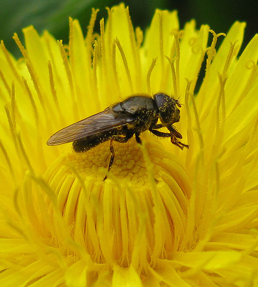 kruiskruidgitjemanoppaardenbloemvijfheerenlanden08042012