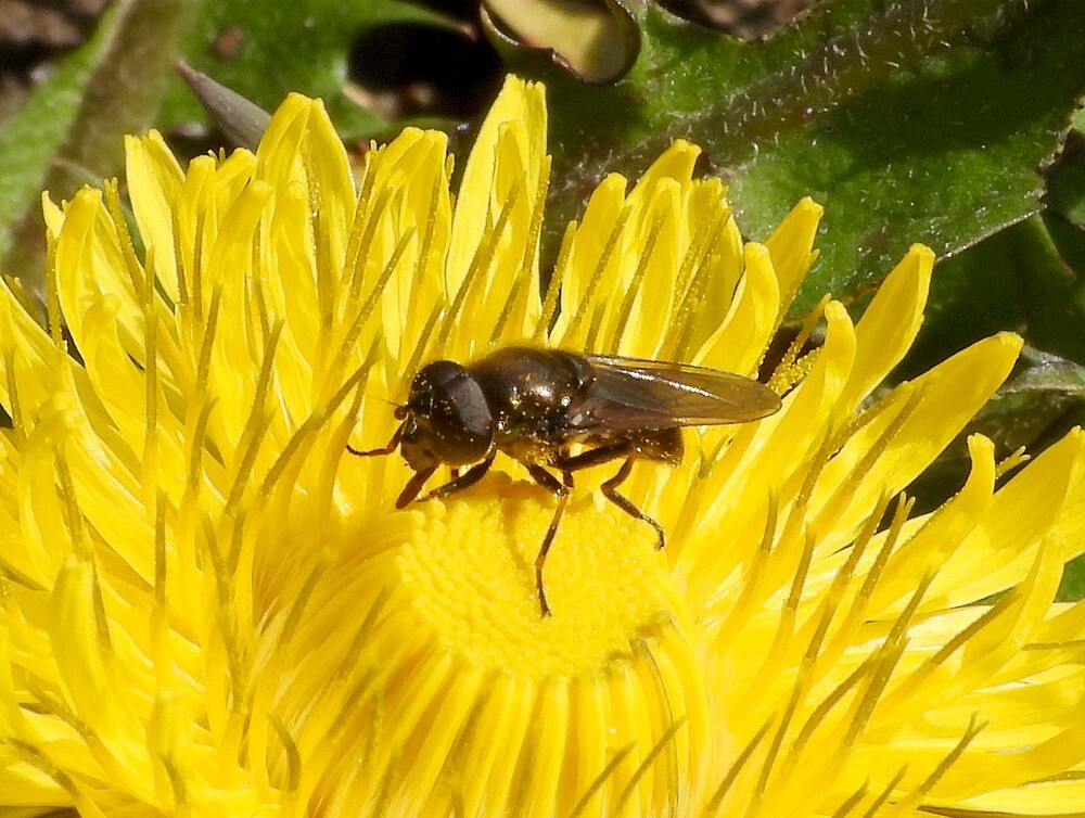 kruiskruidgitjeoppaardenbloembotanischetuinenutrecht31032024