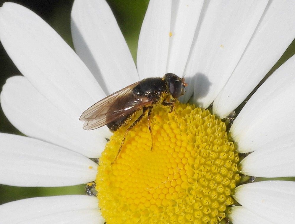 kruiskruidgitjevrouwopmargrietbotanischetuinenutrecht09052024