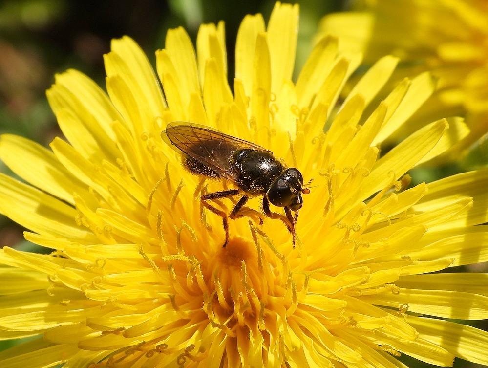 kruiskruidgitjevrouwoppaardenbloemhuisterheide15042023 3