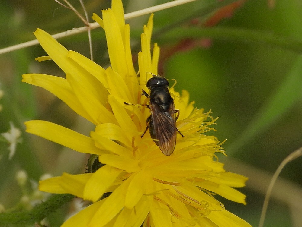 kustgitjevrouwopgrootstreepzaadontdektuinbotanischetuinenutrecht15062024