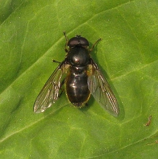 moerasgitjemanzouweboezemgebied17042009