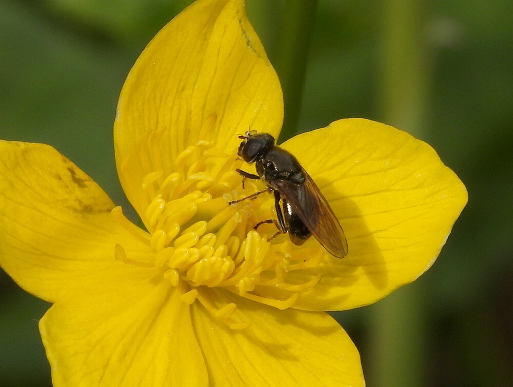 moerasgitjevrouwopscherpeboterbloemwaterbassinbotanischetuinenutrecht06062024