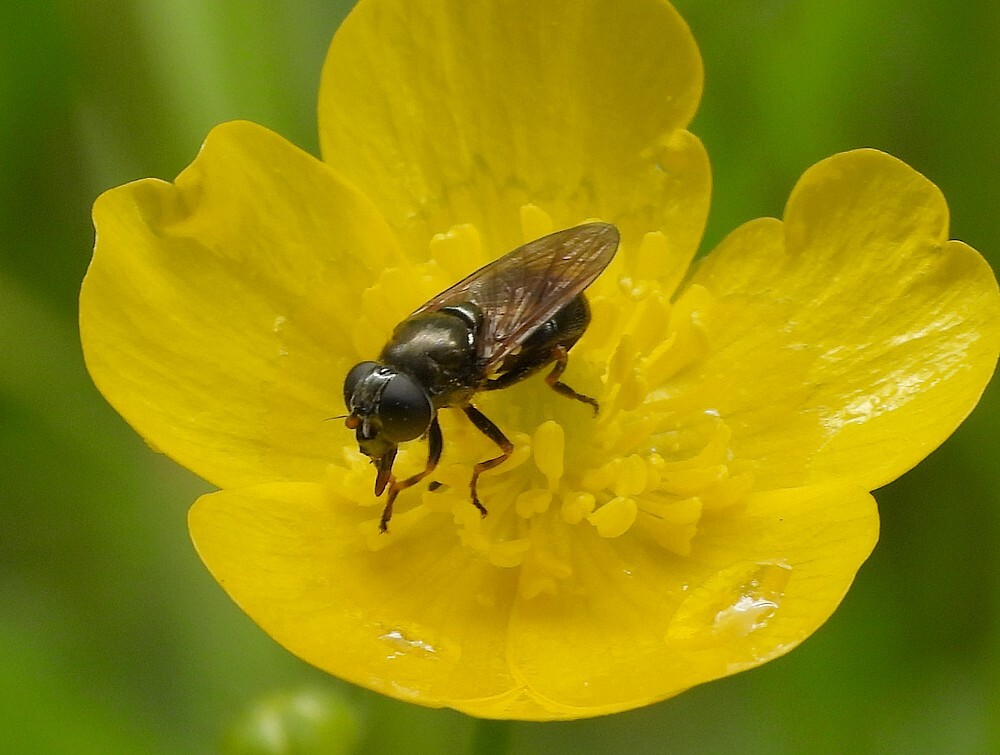 moerasgitjevrouwopscherpeboterbloemontdektuinbotanischetuinenutrecht15062024